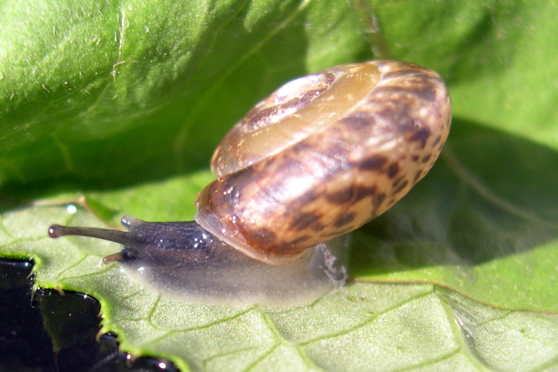 Urticicola umbrosa (Pfeiffer, 1828)